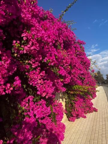 2 Palaepaphos Gardens Kouklia Exterior foto